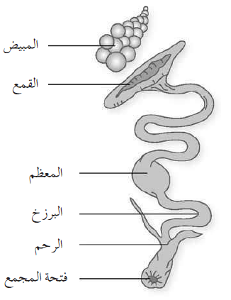 الجهاز التناسلي للدجاجة